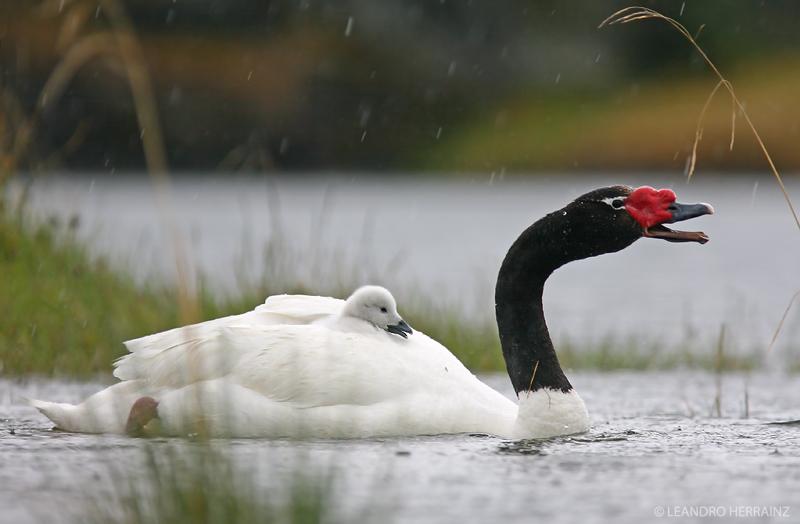 Images of Black-necked Swan | 800x524