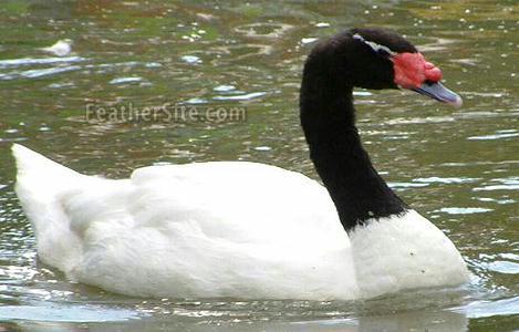 Black-necked Swan Backgrounds, Compatible - PC, Mobile, Gadgets| 469x300 px