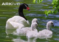 Black-necked Swan HD wallpapers, Desktop wallpaper - most viewed