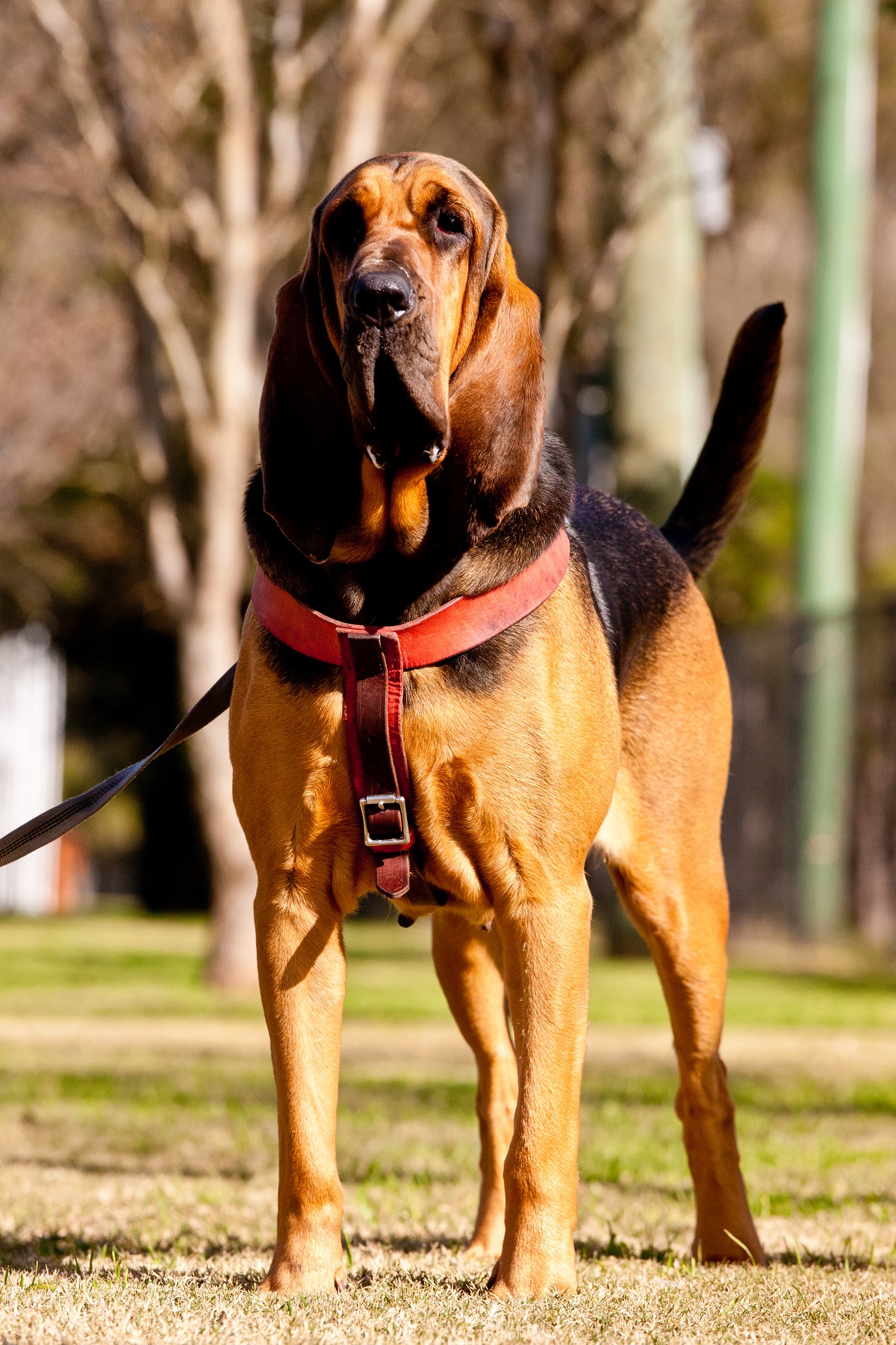 Nice wallpapers Bloodhound 1200x1800px