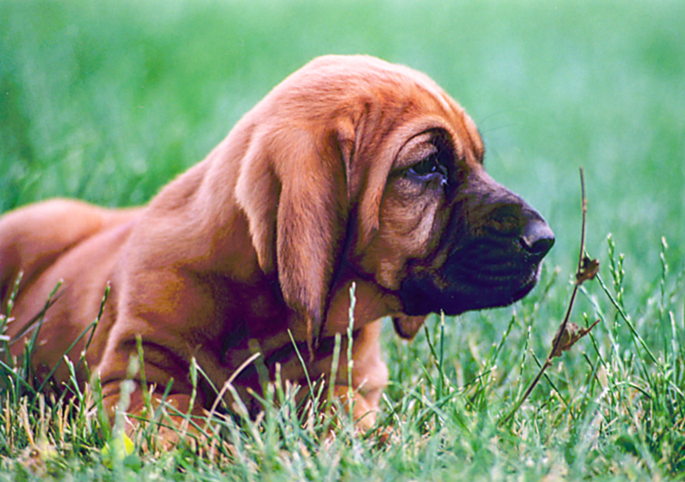 Amazing Bloodhound Pictures & Backgrounds