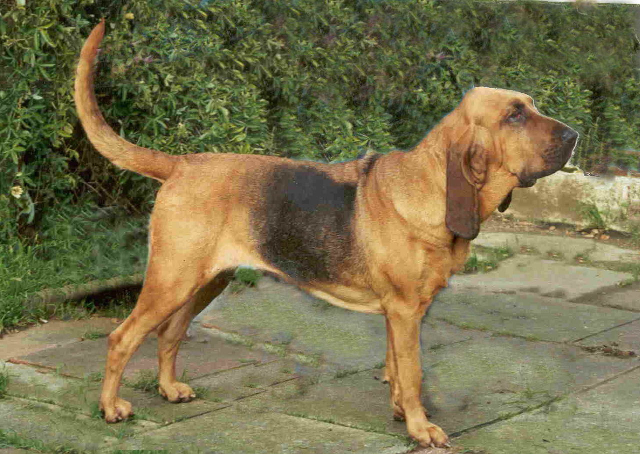Bloodhound Backgrounds on Wallpapers Vista