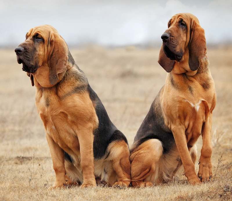 Bloodhound Backgrounds, Compatible - PC, Mobile, Gadgets| 800x692 px