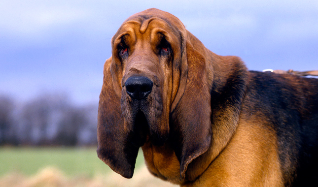 Bloodhound Backgrounds, Compatible - PC, Mobile, Gadgets| 645x380 px