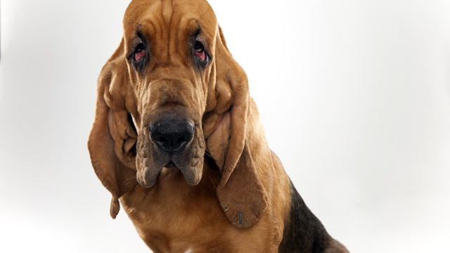 Amazing Bloodhound Pictures & Backgrounds