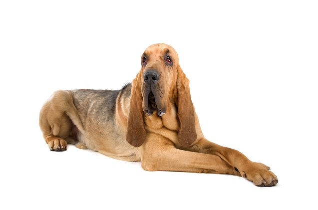 Nice wallpapers Bloodhound 637x421px