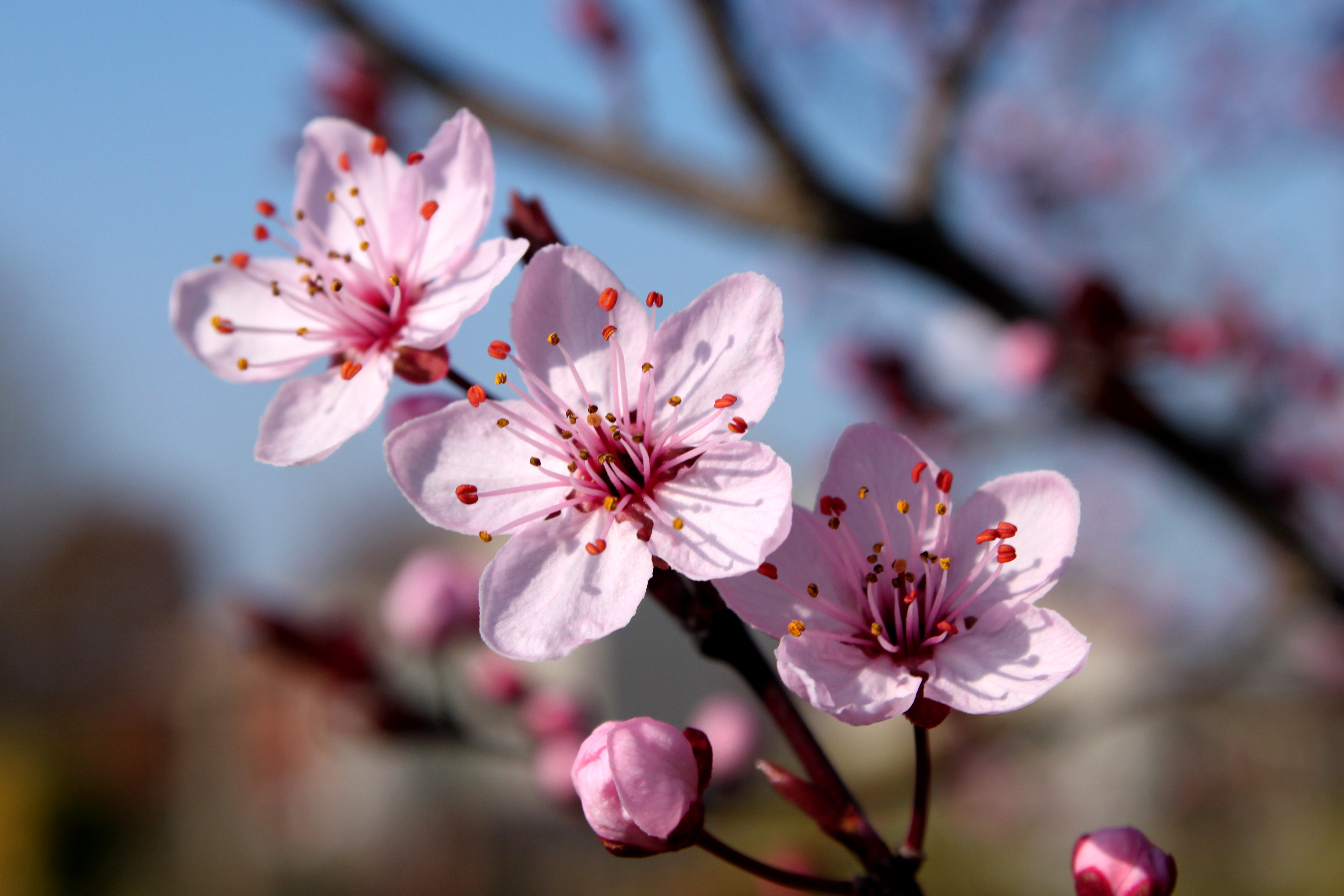 Nice Images Collection: Blossom Desktop Wallpapers