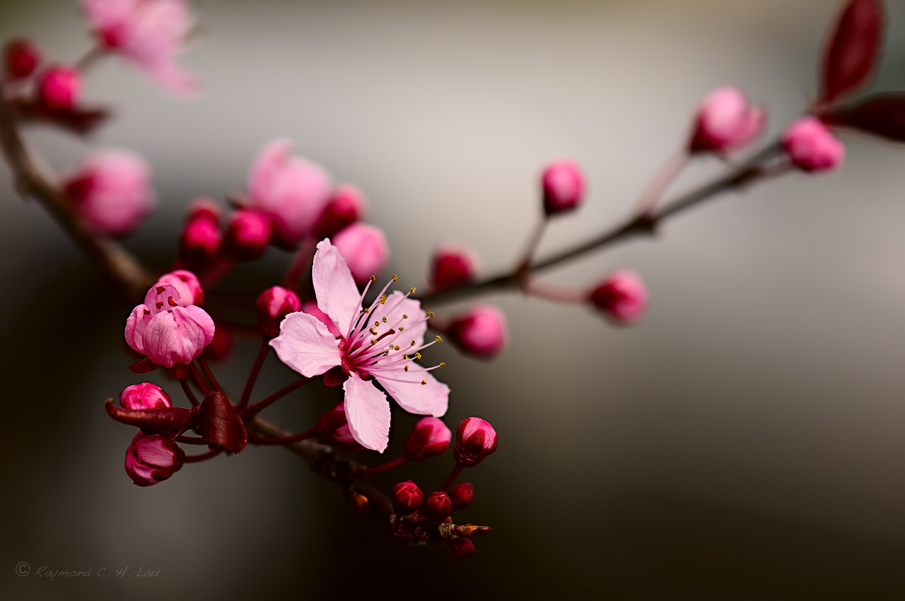 Blossom Pics, Earth Collection