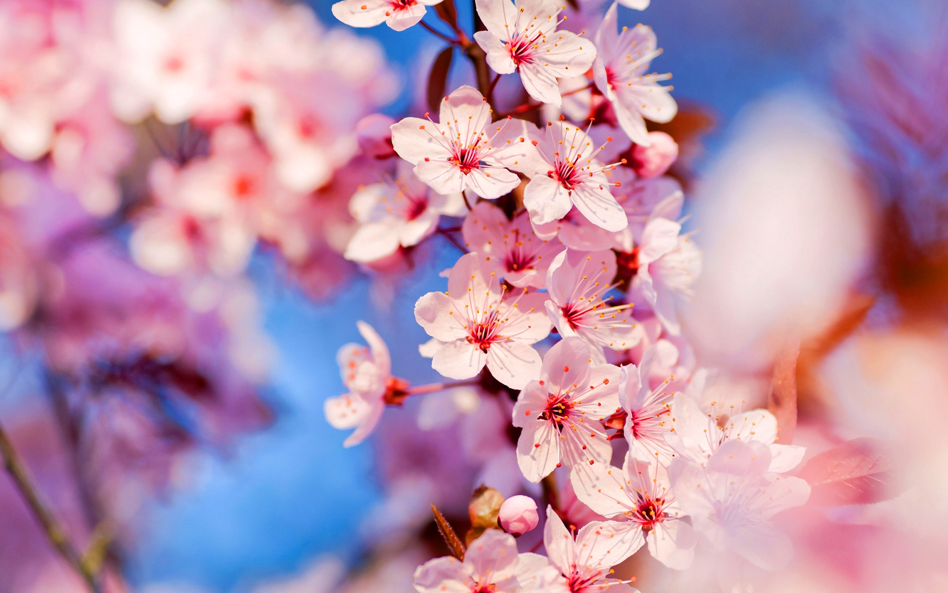 Nice wallpapers Blossom 1920x1200px