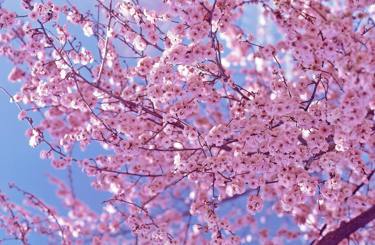 Blossom High Quality Background on Wallpapers Vista