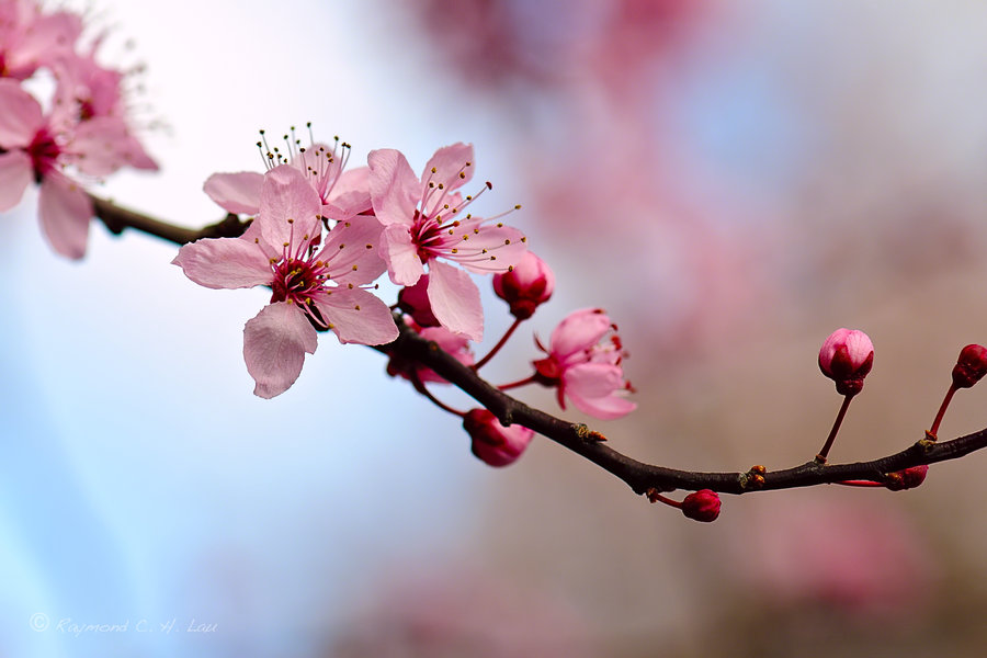 Nice Images Collection: Blossom Desktop Wallpapers