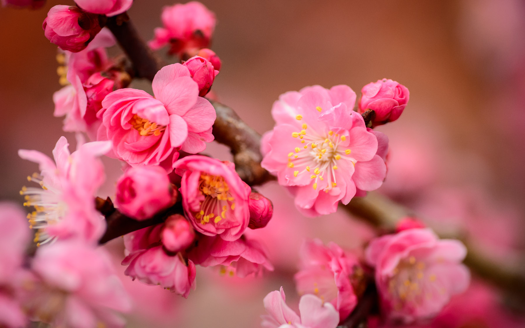 Amazing Blossom Pictures & Backgrounds