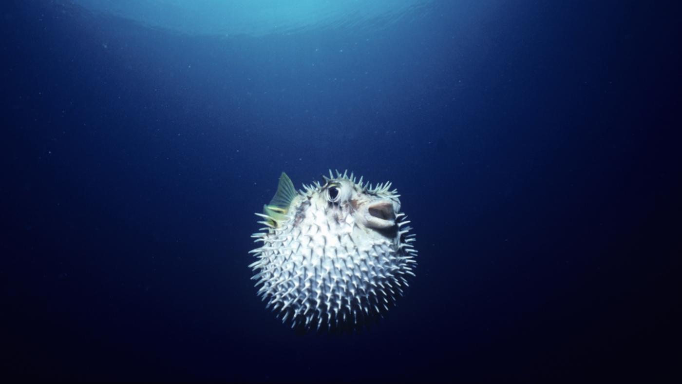 Blowfish High Quality Background on Wallpapers Vista
