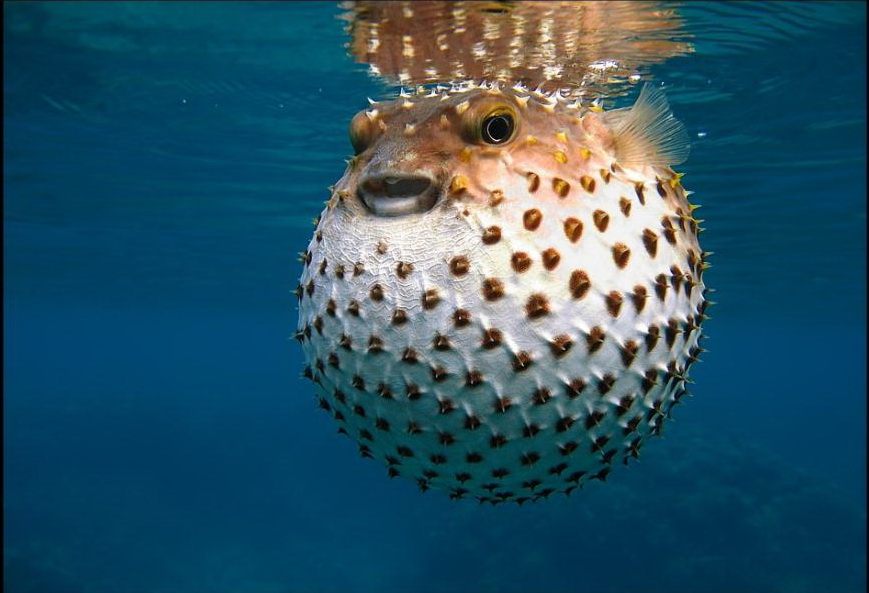 Nice Images Collection: Blowfish Desktop Wallpapers