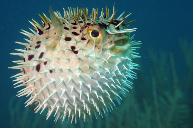 Amazing Blowfish Pictures & Backgrounds