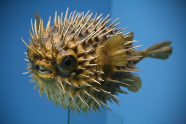 Nice Images Collection: Blowfish Desktop Wallpapers