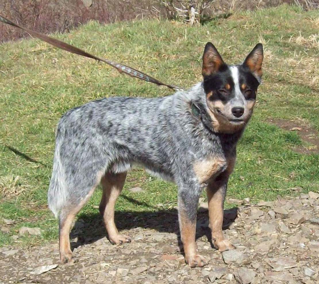 Amazing Blue Heelers Pictures & Backgrounds