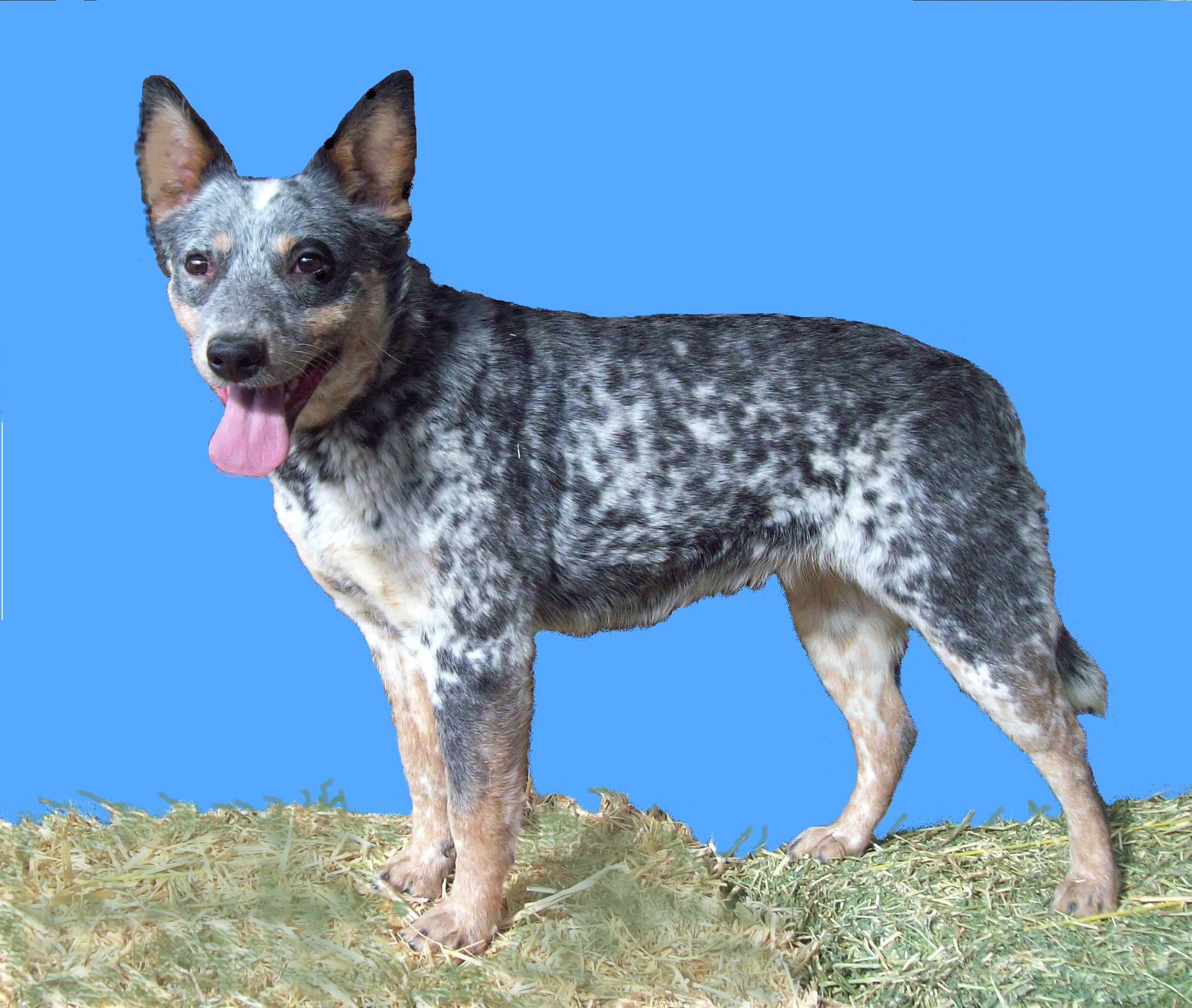 Blue Heelers Backgrounds, Compatible - PC, Mobile, Gadgets| 2183x1846 px