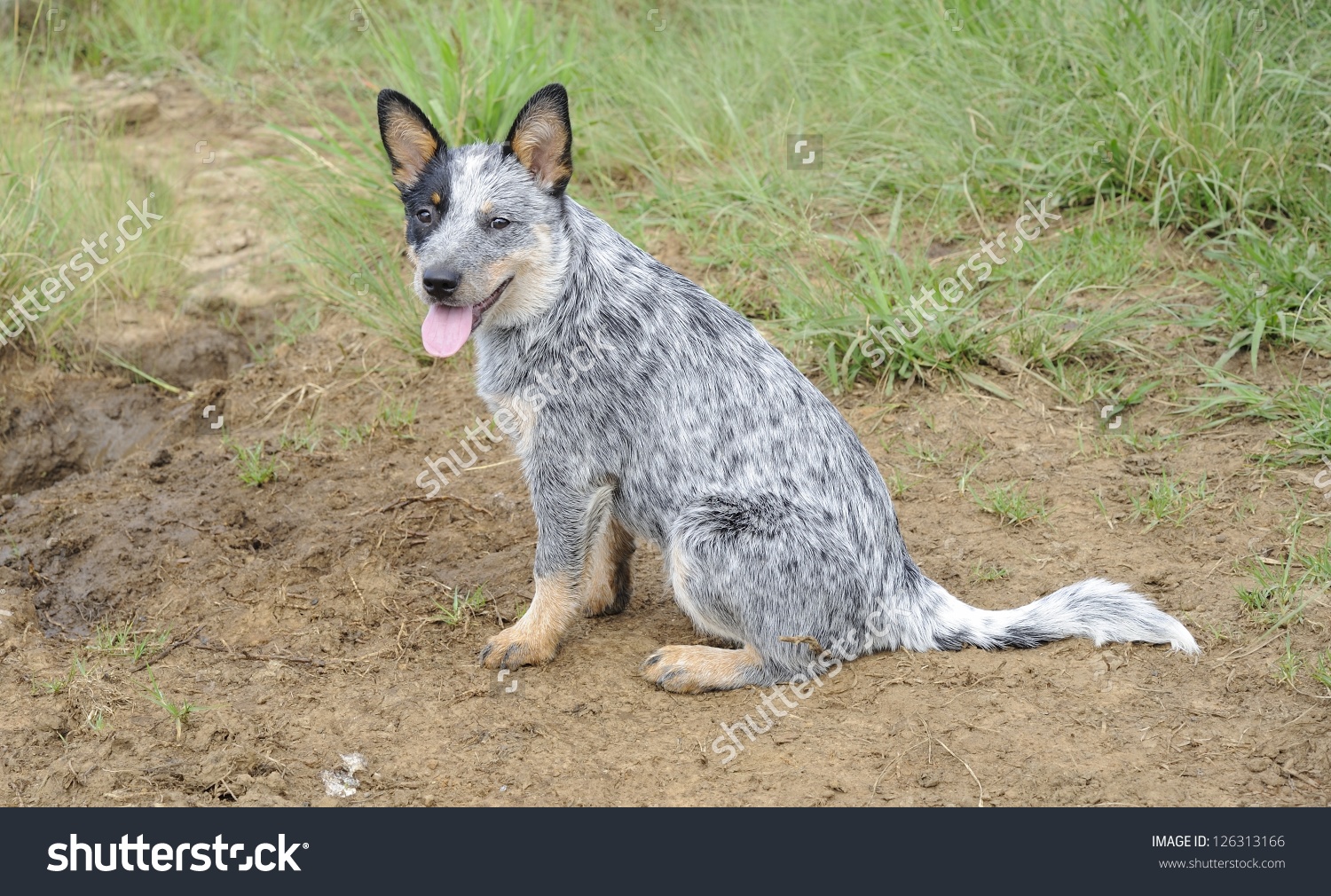 Австралийская кабанья собака