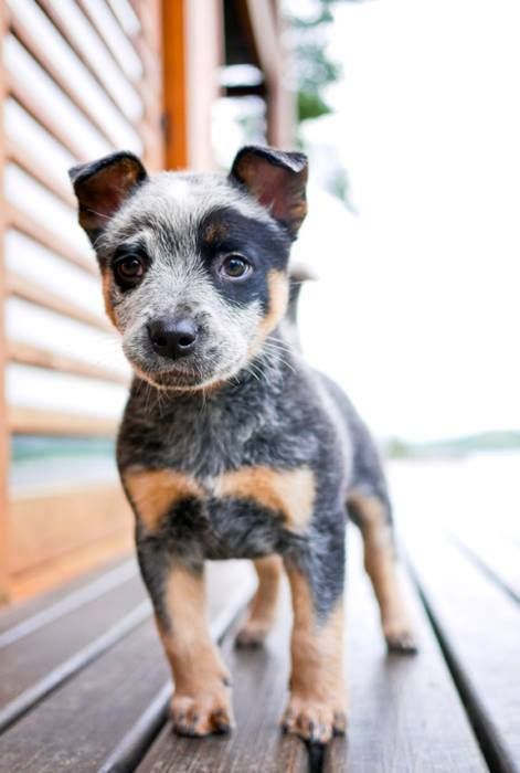 Blue Heelers High Quality Background on Wallpapers Vista