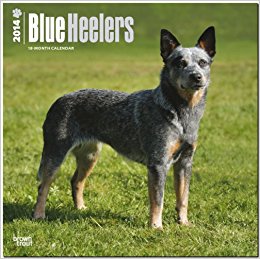 Blue Heelers #1