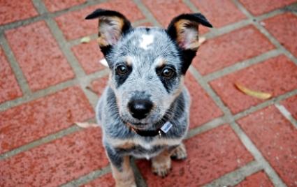 Blue Heelers High Quality Background on Wallpapers Vista