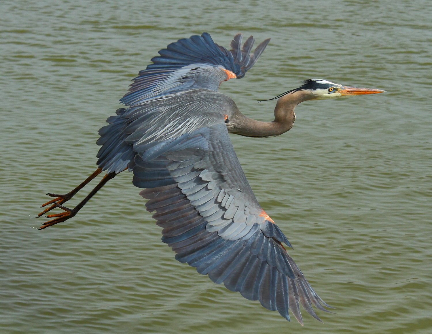 Blue Heron Backgrounds on Wallpapers Vista