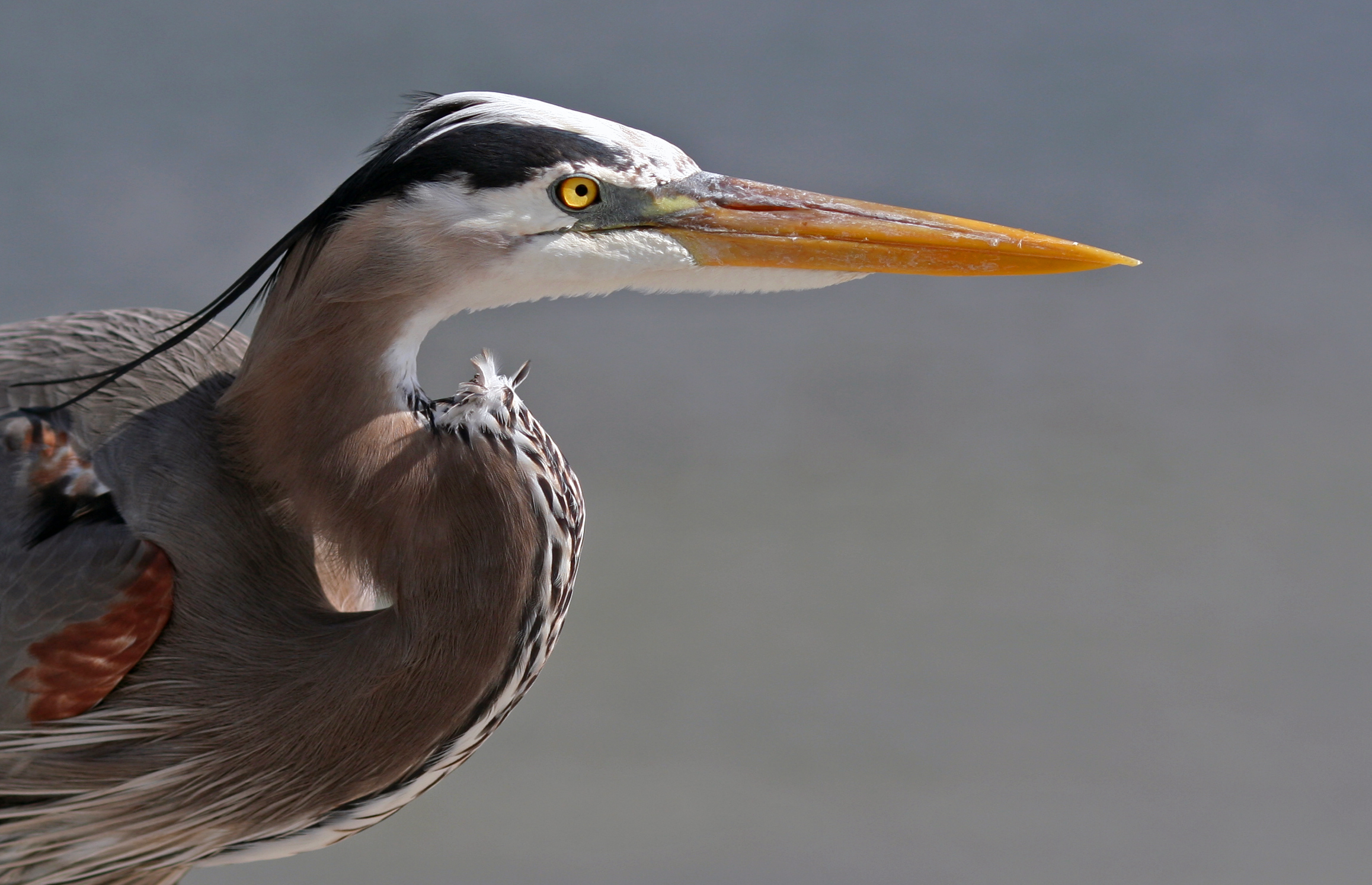 HD Quality Wallpaper | Collection: Animal, 2315x1494 Blue Heron