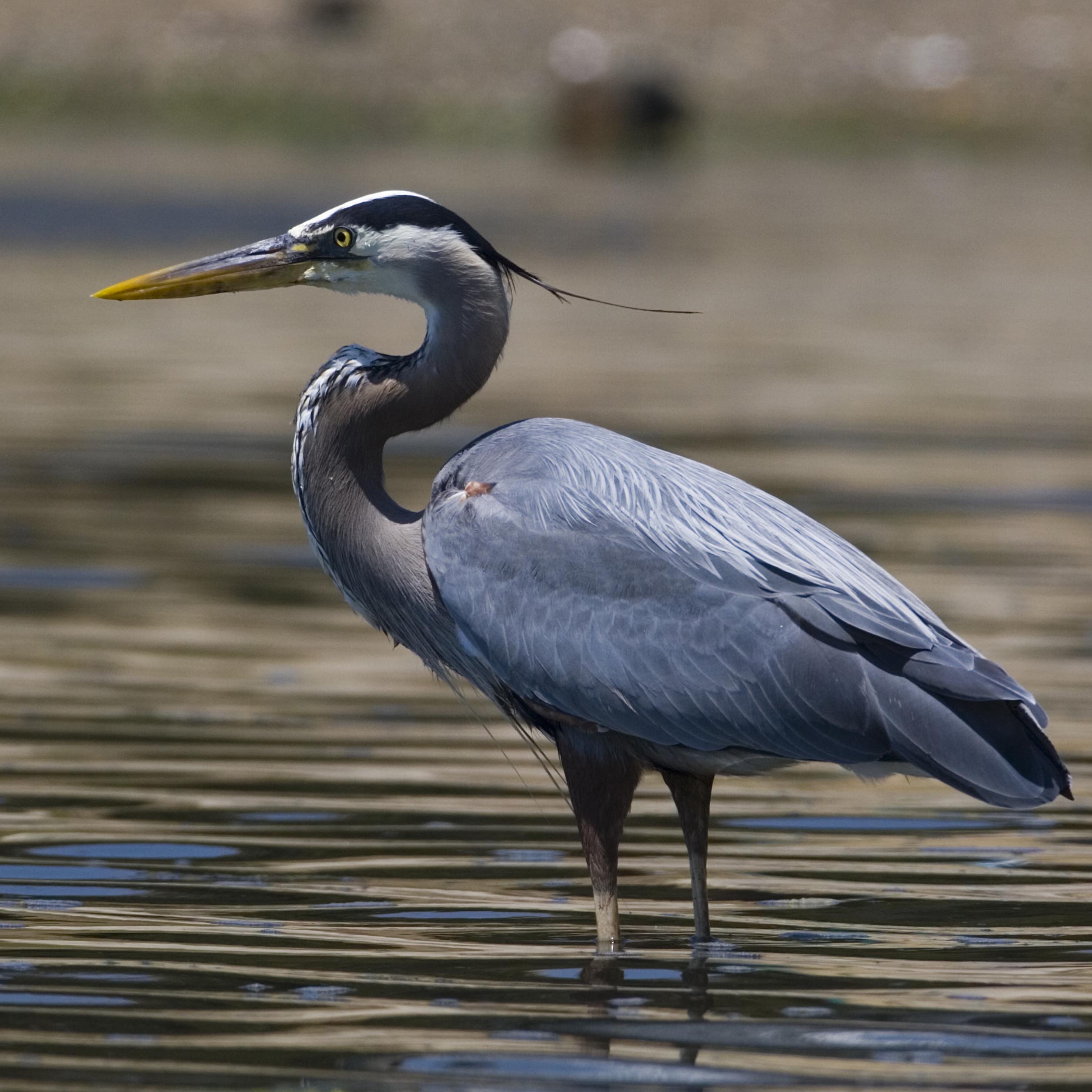 HD Quality Wallpaper | Collection: Animal, 2511x2511 Blue Heron