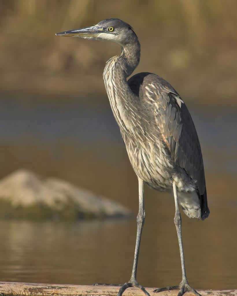 Blue Heron High Quality Background on Wallpapers Vista