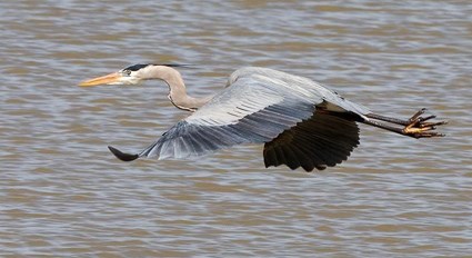 Nice Images Collection: Blue Heron Desktop Wallpapers