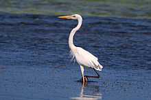 Images of Blue Heron | 220x147