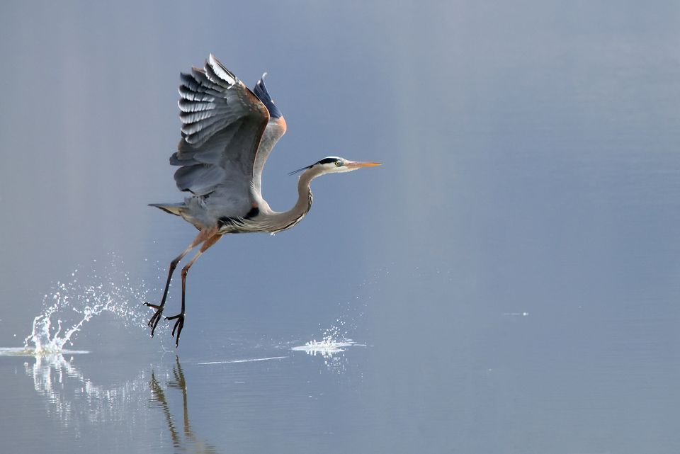 Blue Heron High Quality Background on Wallpapers Vista