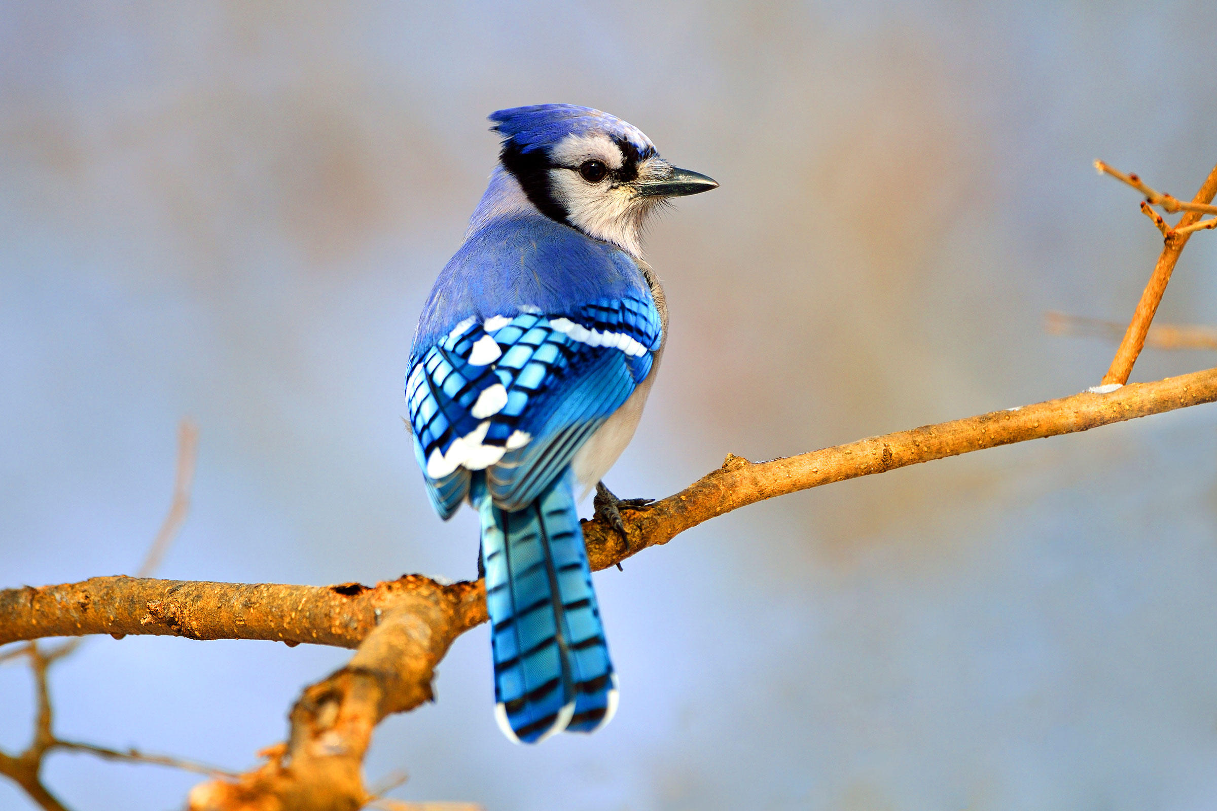 Images of Blue Jay | 2400x1600