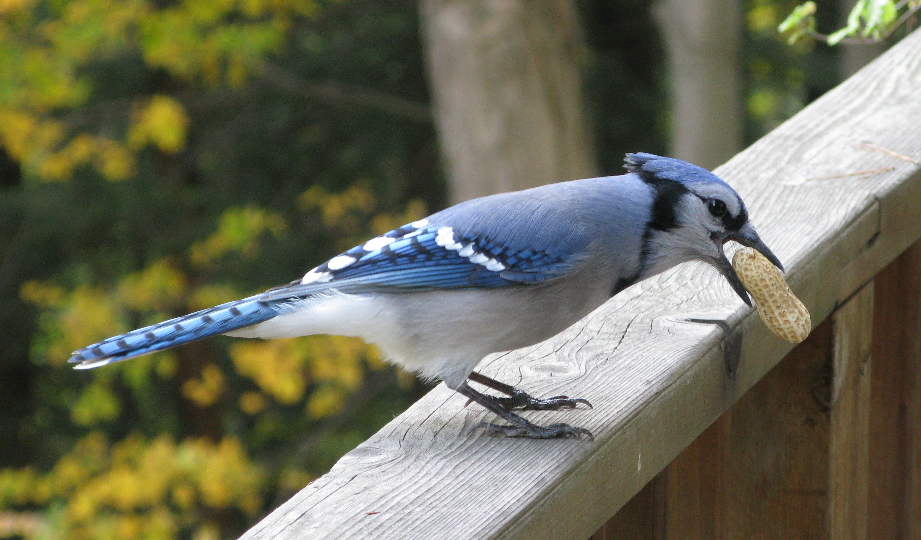 3180x1866 > Blue Jay Wallpapers