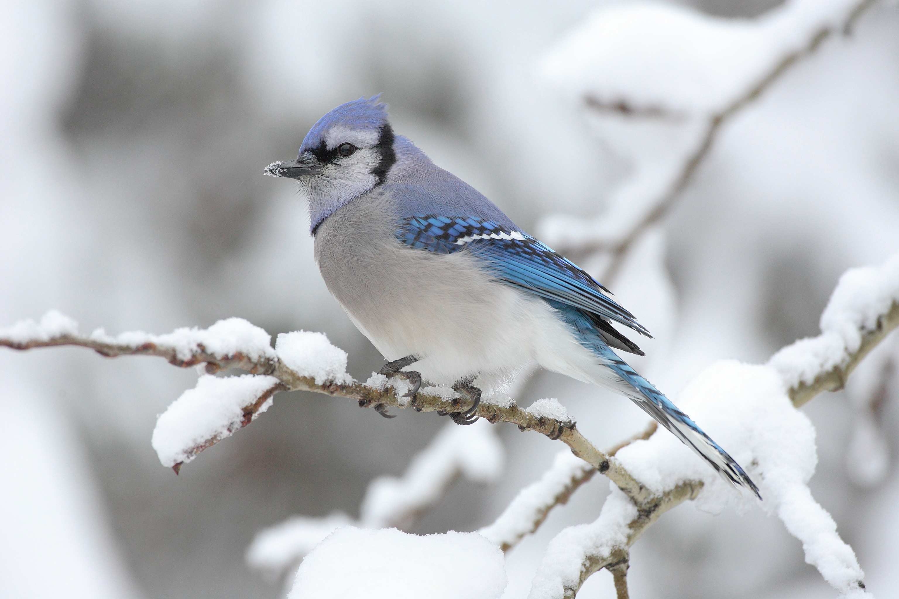 Blue Jay Backgrounds on Wallpapers Vista