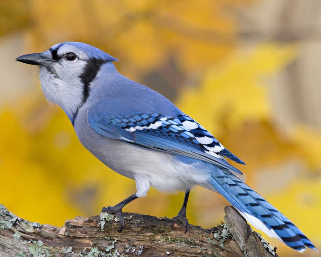 HQ Blue Jay Wallpapers | File 64.33Kb