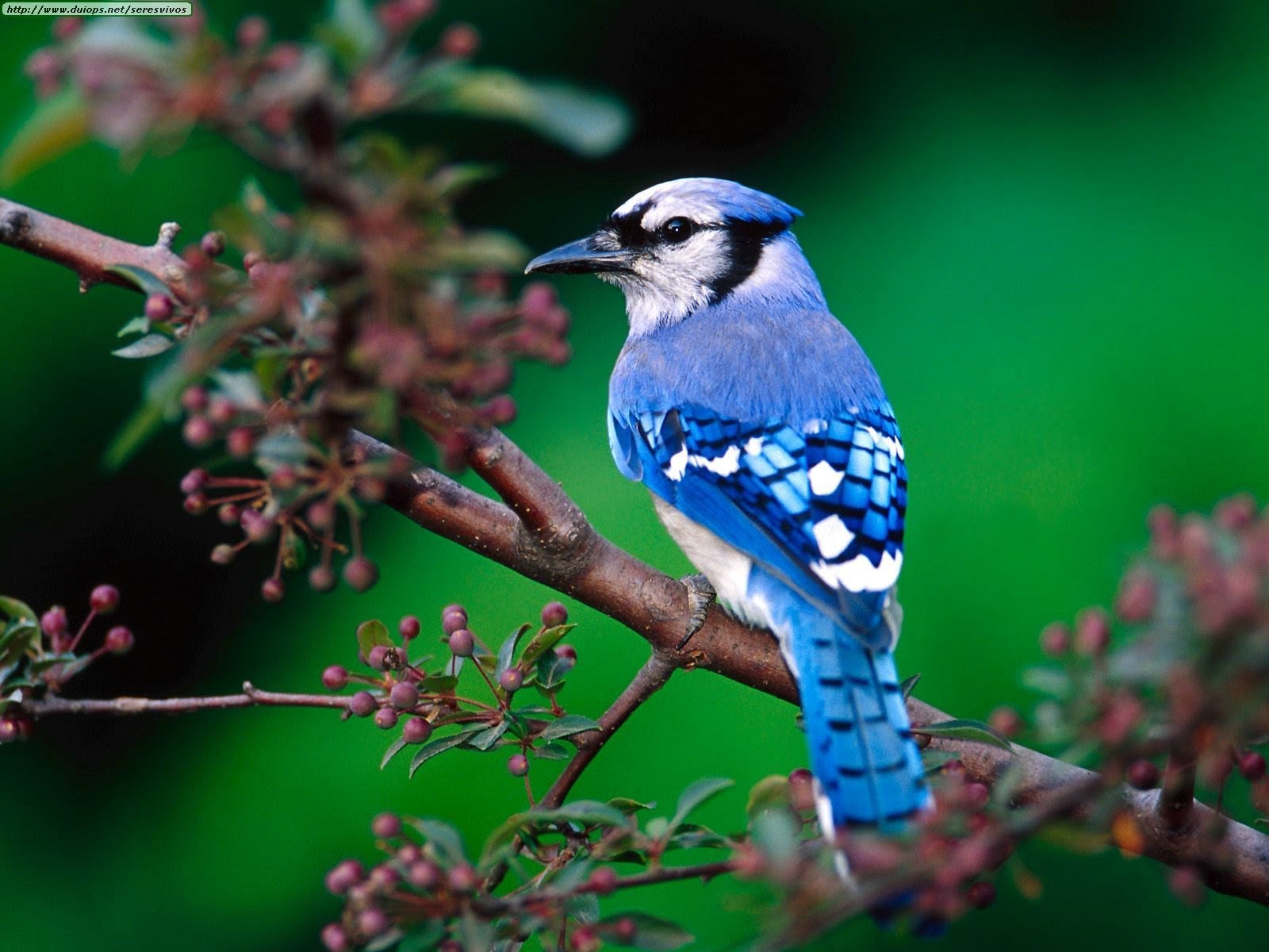 Blue Jay Pics, Animal Collection