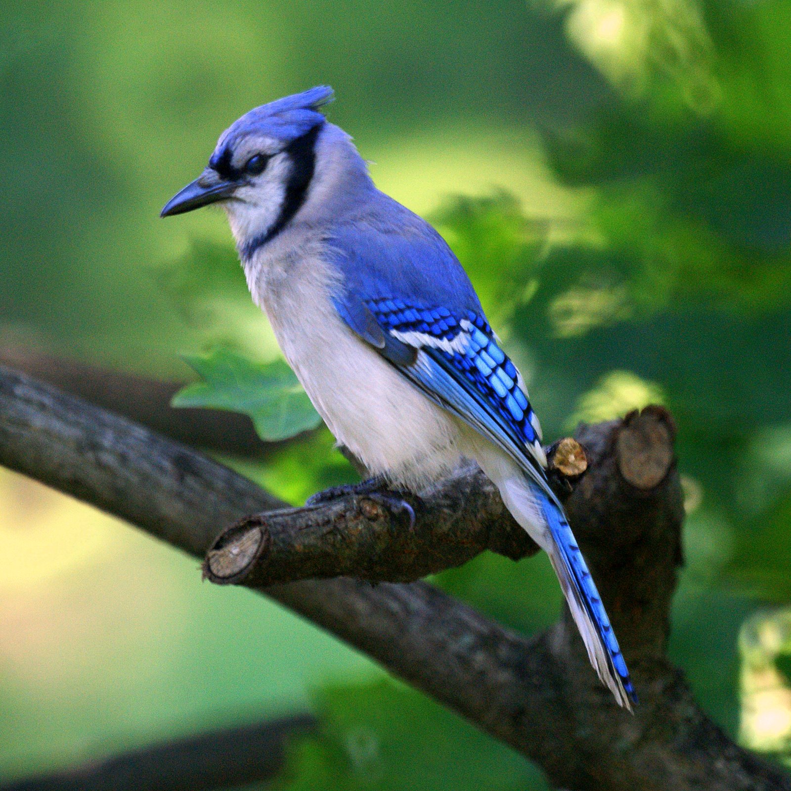 Blue Jay High Quality Background on Wallpapers Vista