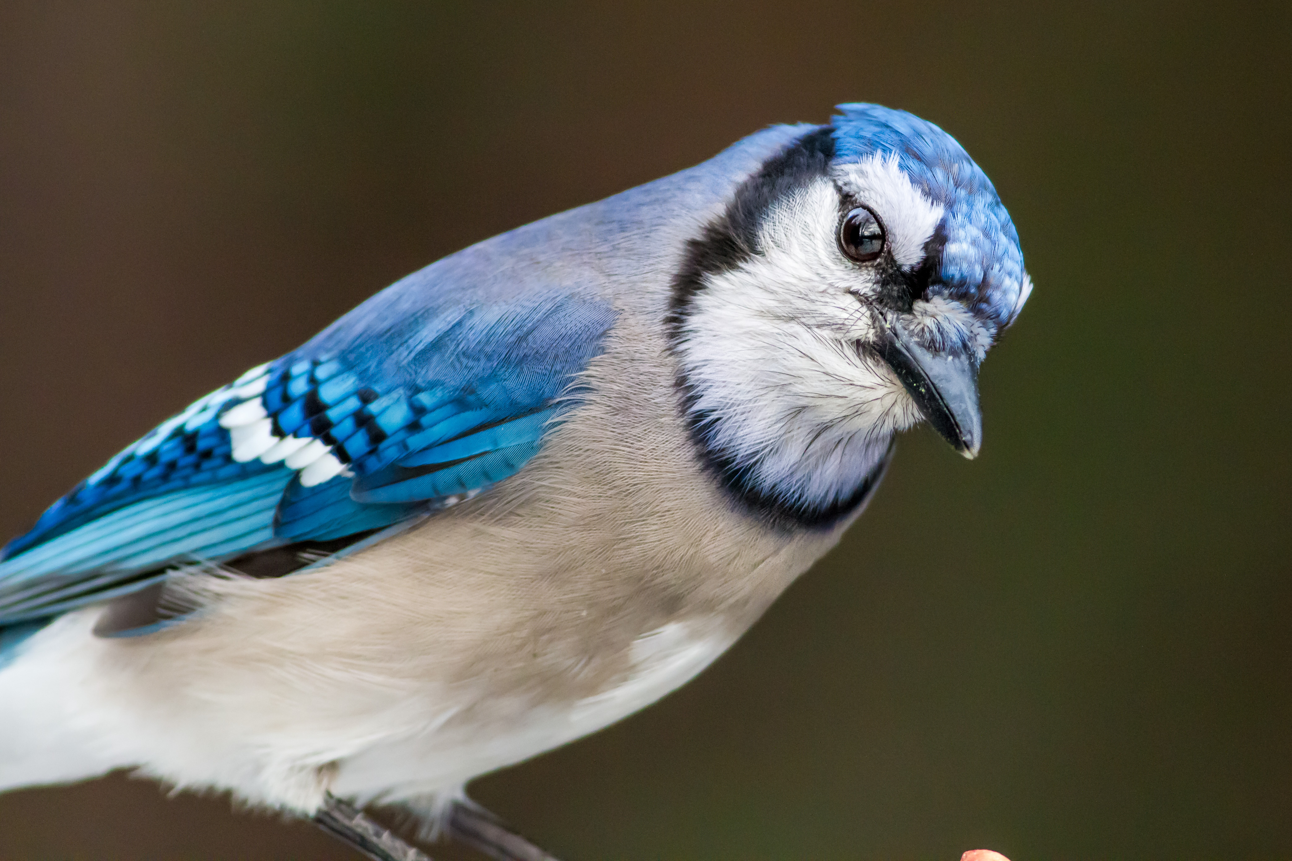 Blue Jay Pics, Animal Collection. 