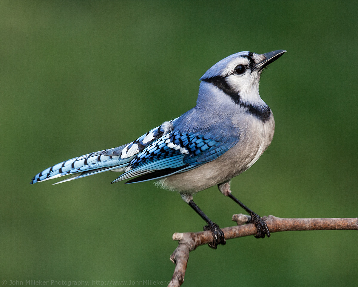 Images of Blue Jay | 1200x960