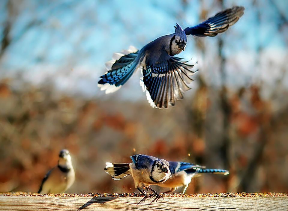 Amazing Blue Jay Pictures & Backgrounds