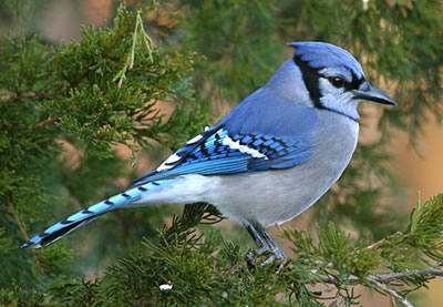 Nice Images Collection: Blue Jay Desktop Wallpapers