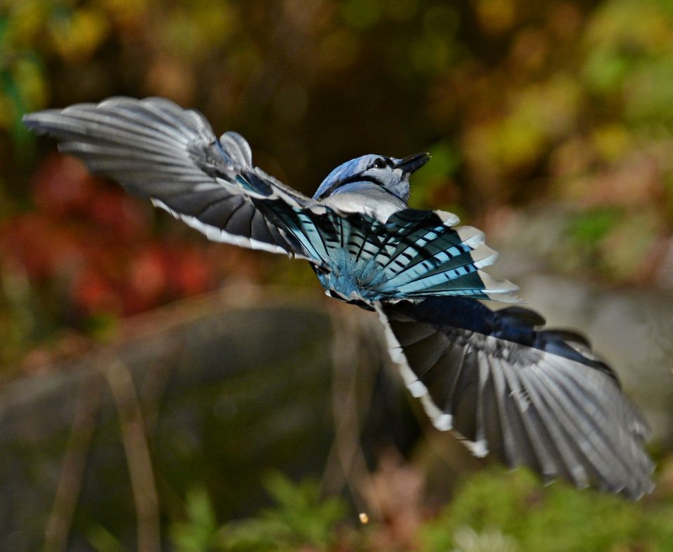 Images of Blue Jay | 960x787