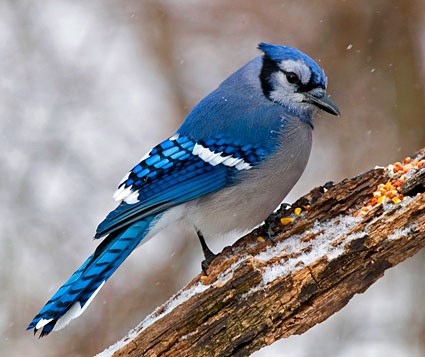 Images of Blue Jay | 425x357