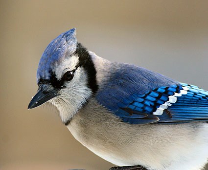 Nice Images Collection: Blue Jay Desktop Wallpapers