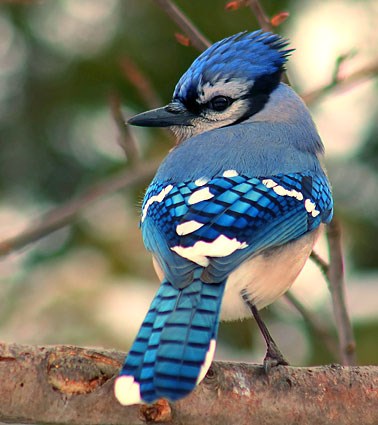 Blue Jay Pics, Animal Collection