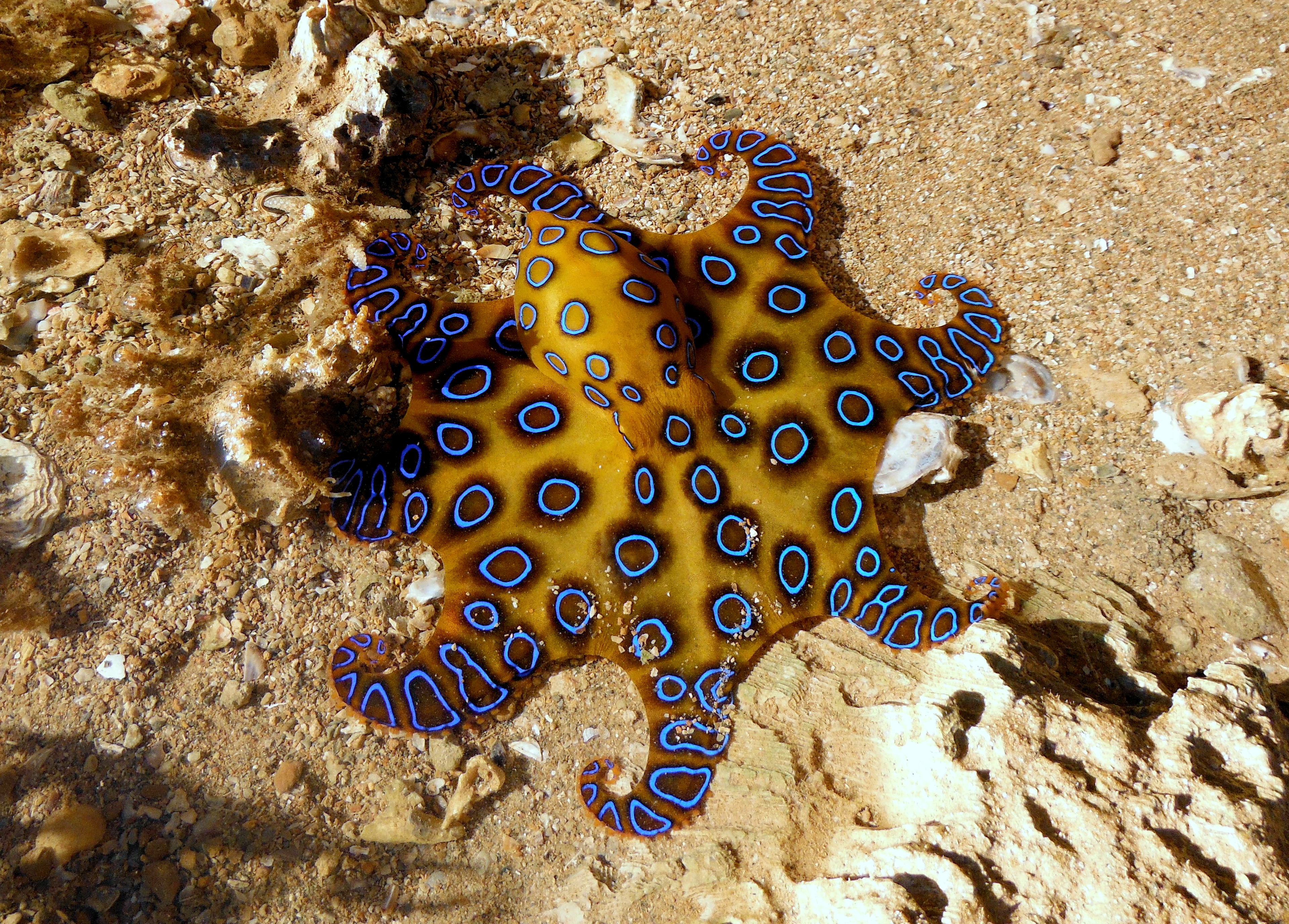 Blue Ringed Octopus Backgrounds, Compatible - PC, Mobile, Gadgets| 3837x2750 px