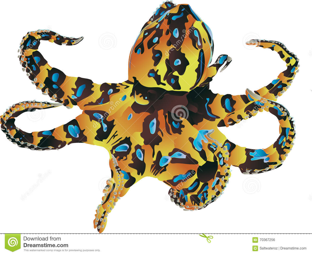 Images of Blue Ringed Octopus | 1300x1060
