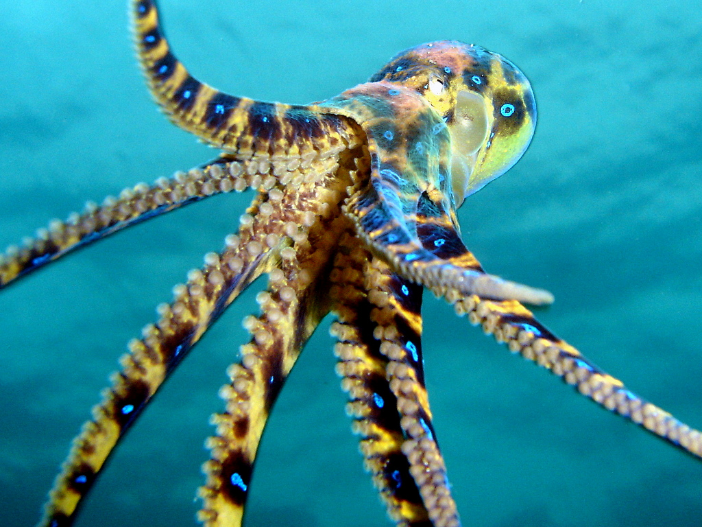 Blue Ringed Octopus Backgrounds, Compatible - PC, Mobile, Gadgets| 1024x768 px